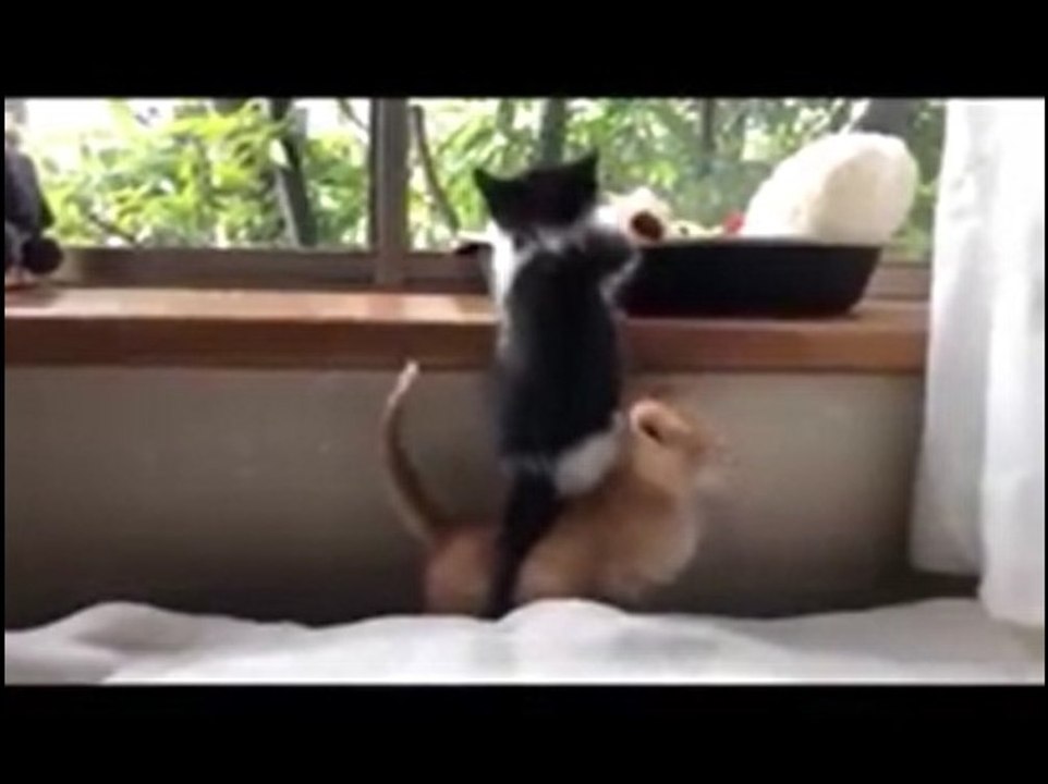 Super süß: Kätzchen bauen Räuberleiter