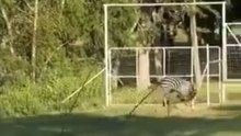 Zebra macht Salto durch Zaun