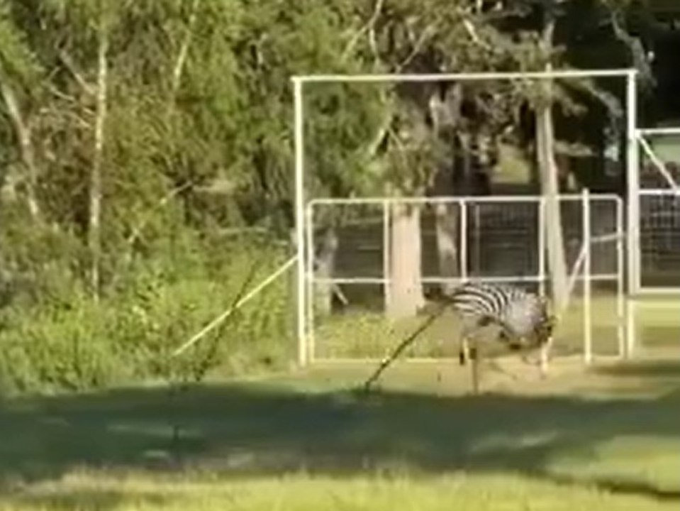 Zebra macht Salto durch Zaun