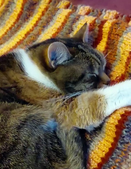 Cats Plan For A Good Night :) #shorts #shortvideo #cat #goodnight #viralcats #funny #cute #fyp