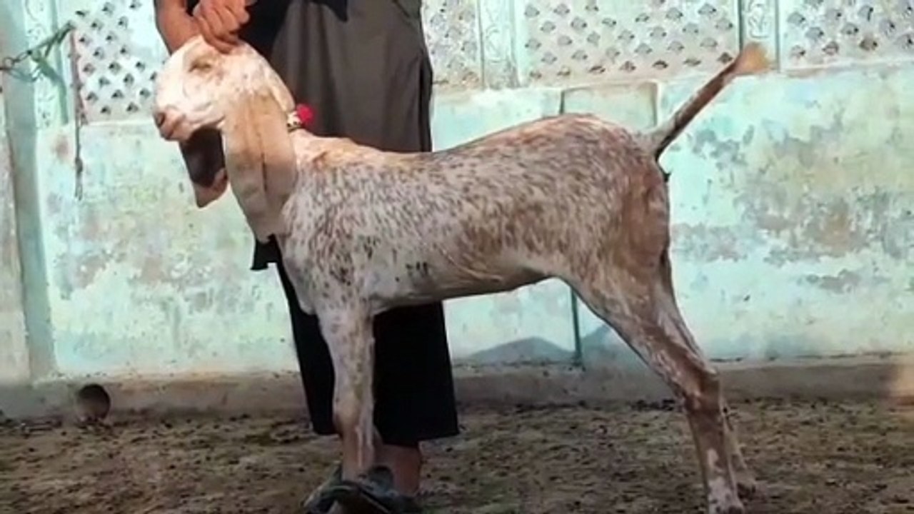 Makhi Cheeni Goat/Perfect for Farming