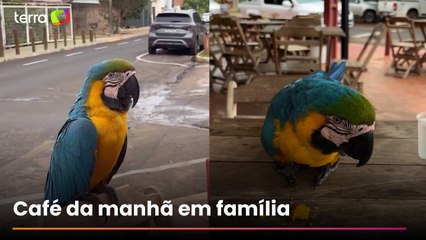 Arara-canindé surpreende casal ao participar de café da manhã em padaria de Rondonópolis (MT