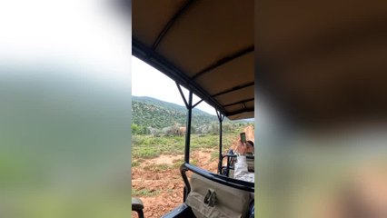 Elephant Charges at People While on a Safari
