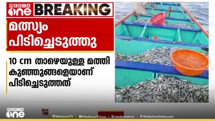 പത്ത് സെന്റിമീറ്ററിൽ താഴെ; 5,000 കിലോ മത്തി ഫിഷറീസ് പിടിച്ചെടുത്തു