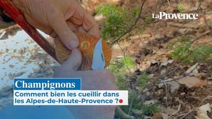 Champignons : comment bien  les cueillir dans les  Alpes-de-Haute-Provence ?