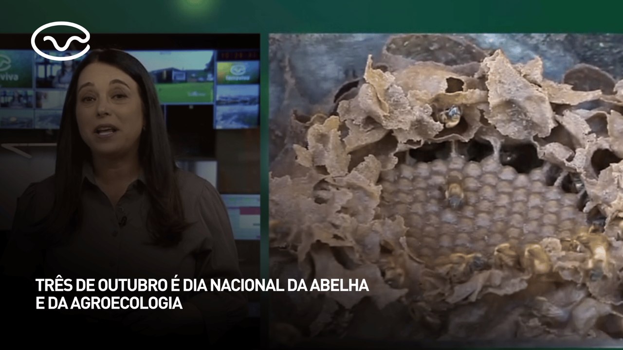3 de outubro é dia nacional da abelha e da agroecologia