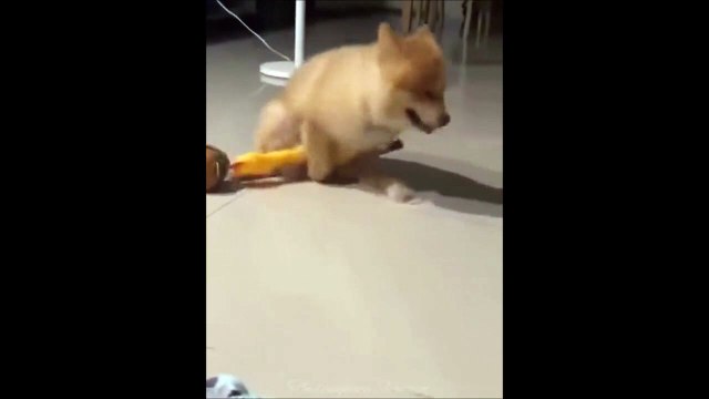 Ce chien est amoureux d'un canard... trop mignon