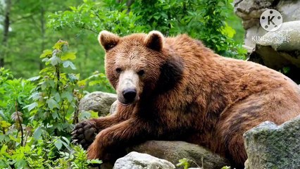 Os animais mais fofos do mundo N•524