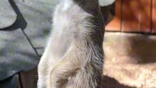 Os animais mais fofos do mundo N•525