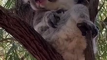 Os animais mais fofos do mundo N•527