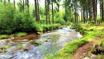 Sunlit Forest River Sounds | Gentle Stream  for Positive Energy & Focus