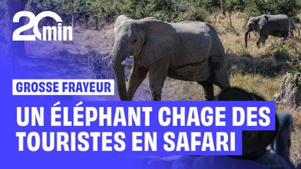 Des touristes en plein safari frôlent la mort après une charge d’éléphant