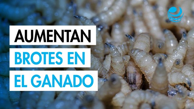 México casos de gusano barrenador en el ganado suben 32% desde agosto
