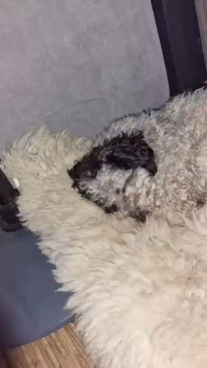 Mein Herz, for ever, für meine Hunde...!