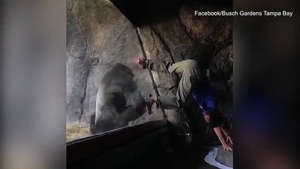 بالفيديو هذا ما فعله ذكر الغوريا معبراً عن عشقه لمدربته داخل حديقة حيوان