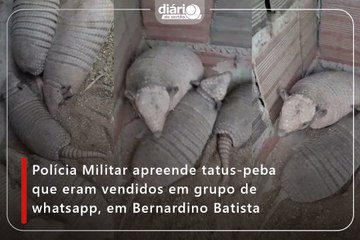 Polícia Militar apreende tatus-peba que eram vendidos em grupo de whatsapp, em Bernardino Batista