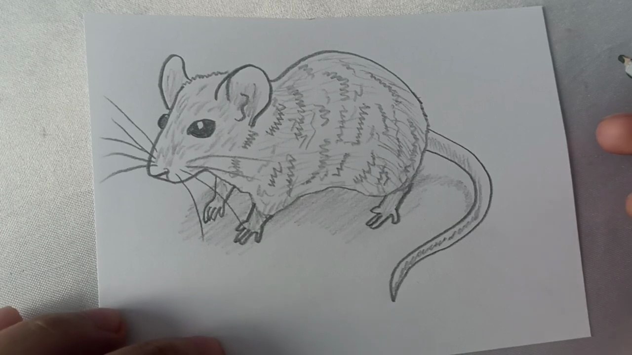 Comment dessiner un rat