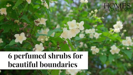 Shrubs For Scented Beautiful Boundaries