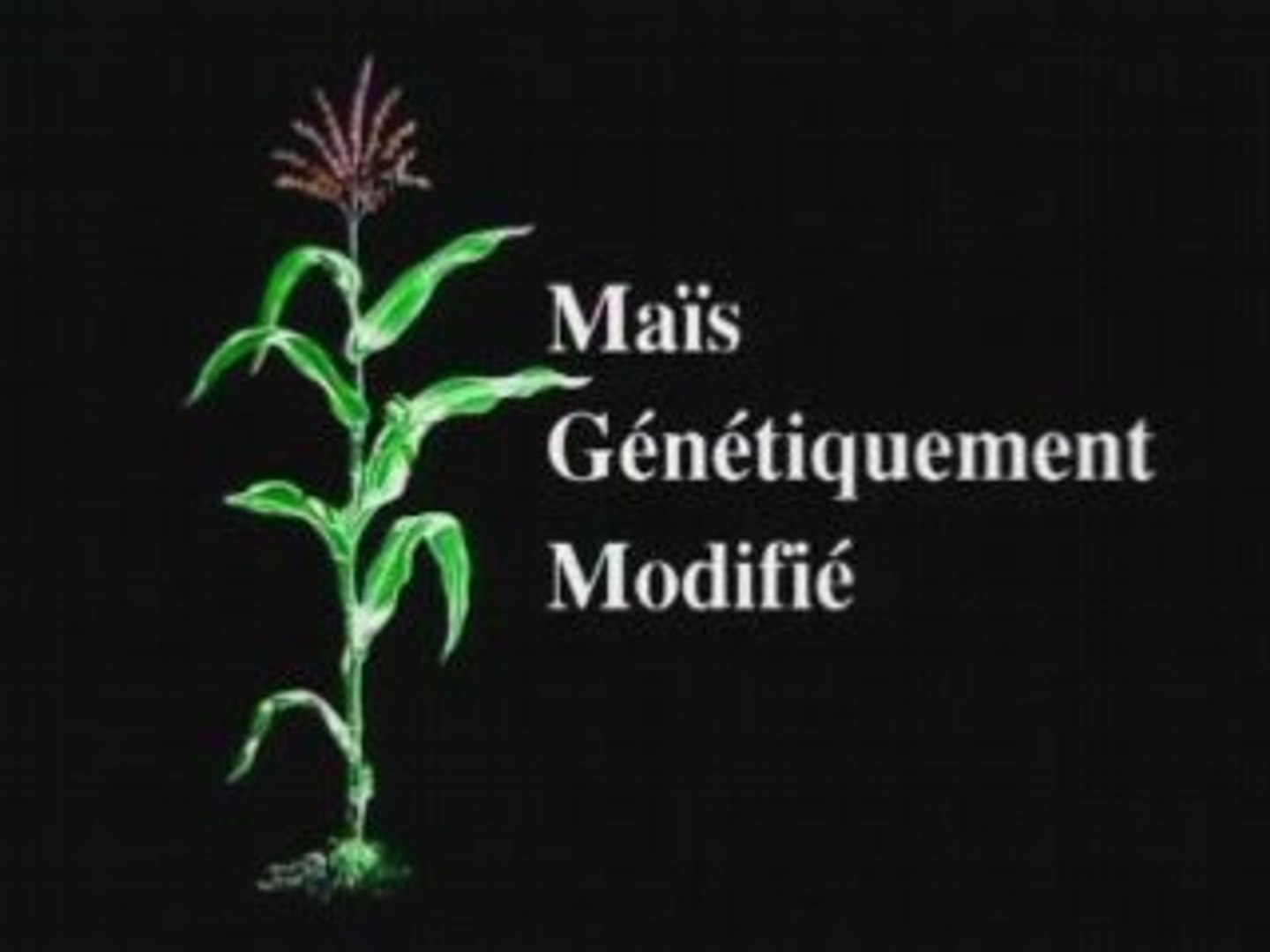 MGM : Maïs Génétiquement Modifié - Vidéo Dailymotion