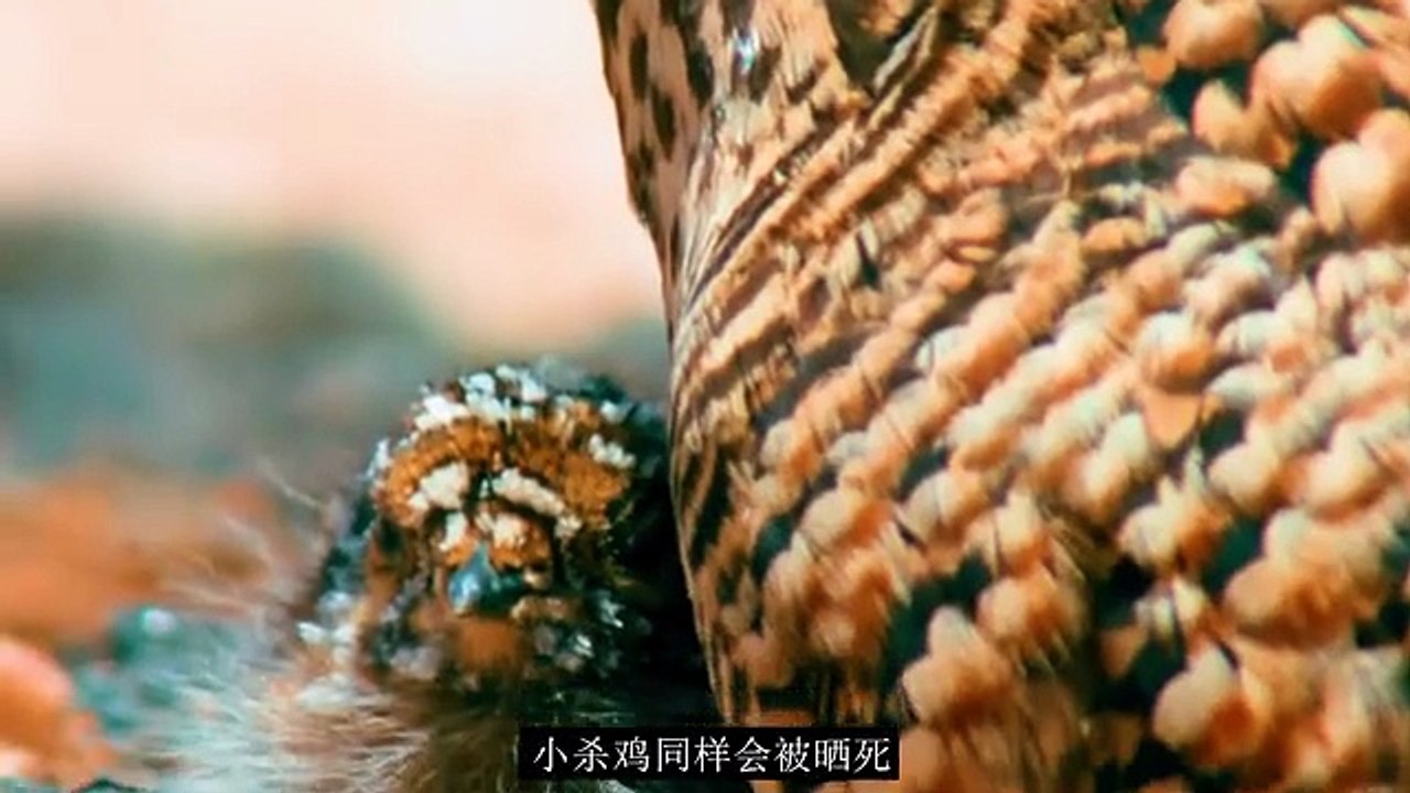 Funny Animals Compilation 2025 Cute Pets Best Funny Animal Moments and Hilarious Fails Try Not to Laugh