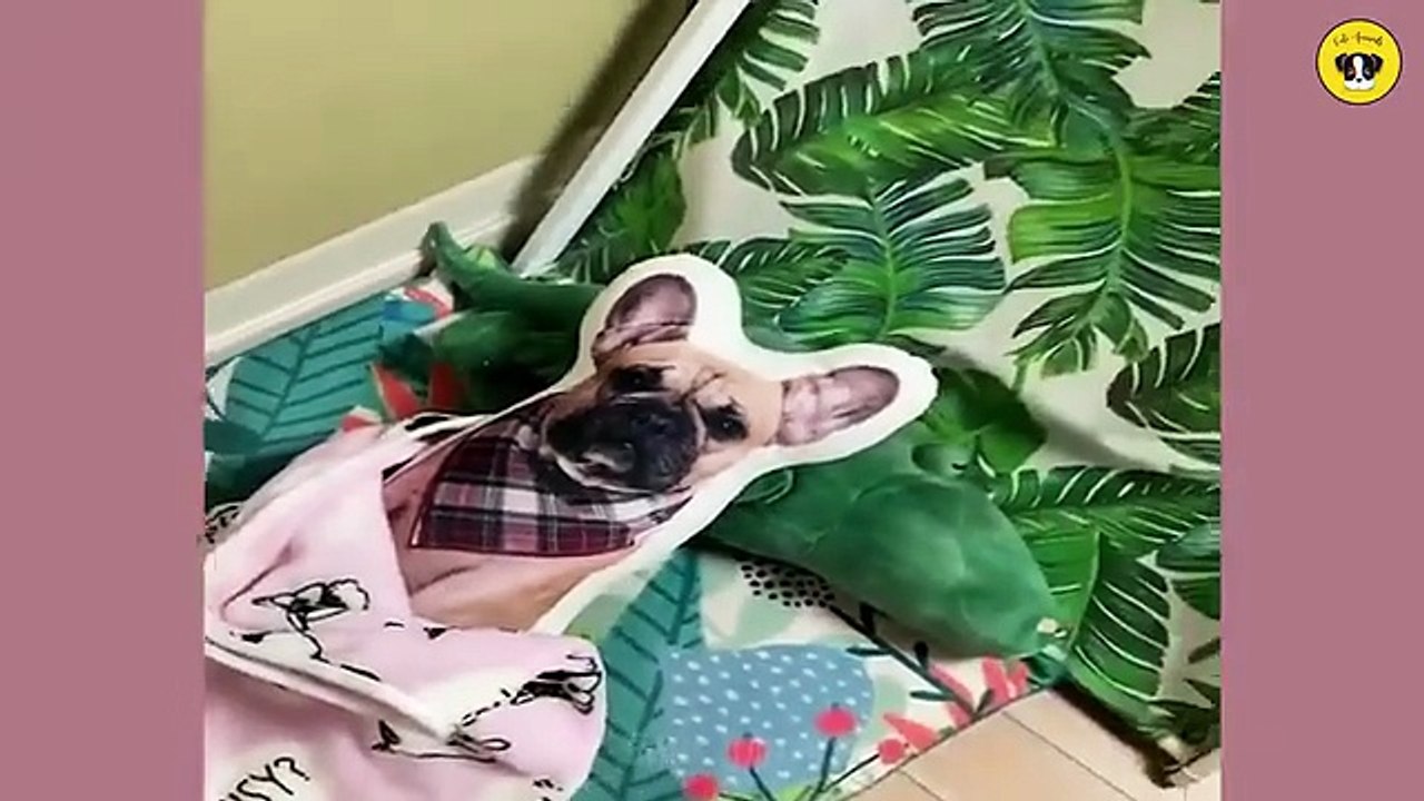 Funny Animals Compilation 2025 Best Cute Pet Videos and Funny Animal Reactions Try Not to Laugh