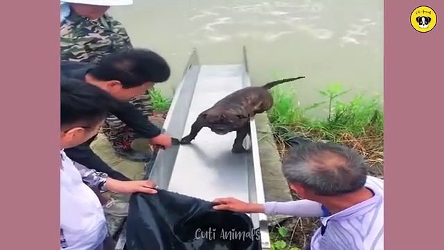 Funny Animals Compilation 2025 Best Funny Pets and Hilarious Animal Moments Try Not to Laugh