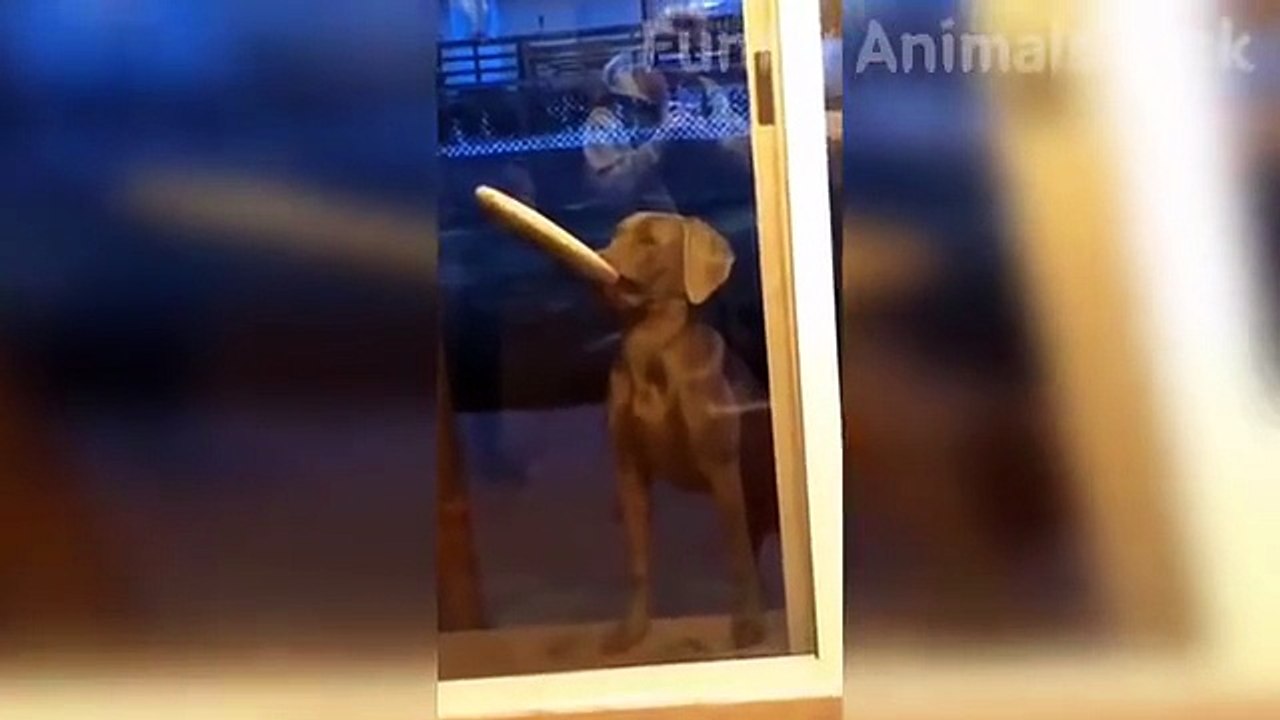 Funny Animals Compilation 2025 Best Cute Pet Moments and Hilarious Animal Reactions Try Not to Laugh