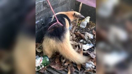 Hombre encuentra oso hormiguero en el este del país