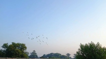Pigeons landing in their homes after completing their cycles