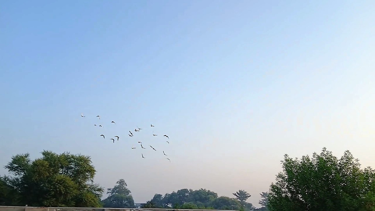 Pigeons landing in their homes after completing their cycles