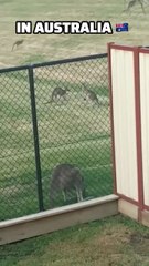 Kangaroo diaries only in Australia 🇦🇺