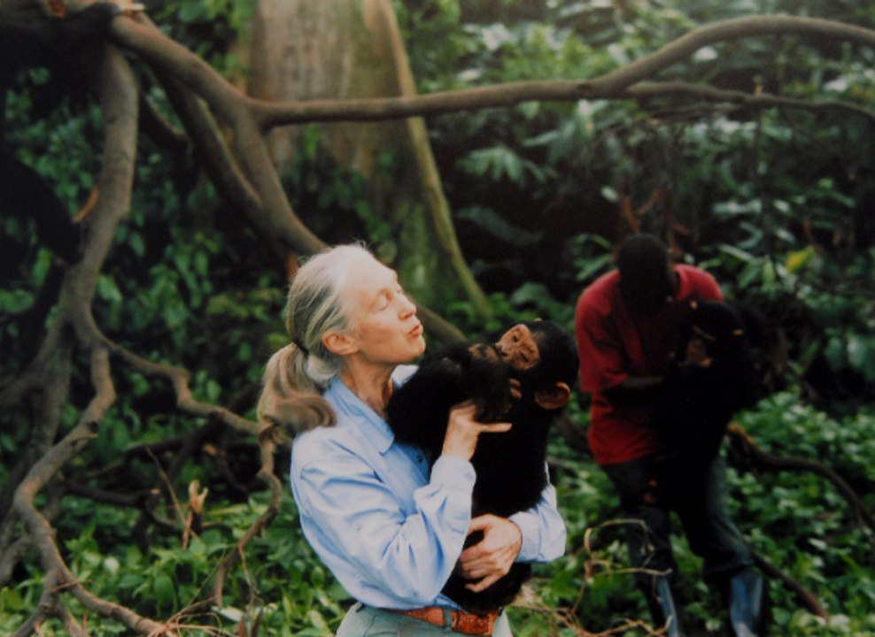 Jane Goodall, una sapiens en la que confiar. Entrevista a Federico Bogdanowicz, director del Instituto Jane Goodall en España y Senegal