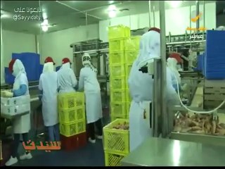 بالفيديو اكثر من 100 فتاة تعمل في مصنع للدواجن في جدة