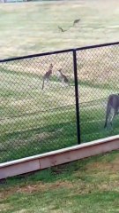 Kangaroo diaries only in Australia 🇦🇺