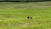 They Already Have A Good Morning! Good day to You! #shorts #hare #wildanimals #nature #farm #viralvideo #animals #fyp