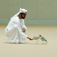 بالفيديو حاكم دبي محمد بن راشد يطعم طيور الحباري