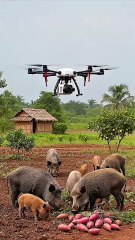 Drone Clears Farmland from Wild Boar Invasion!