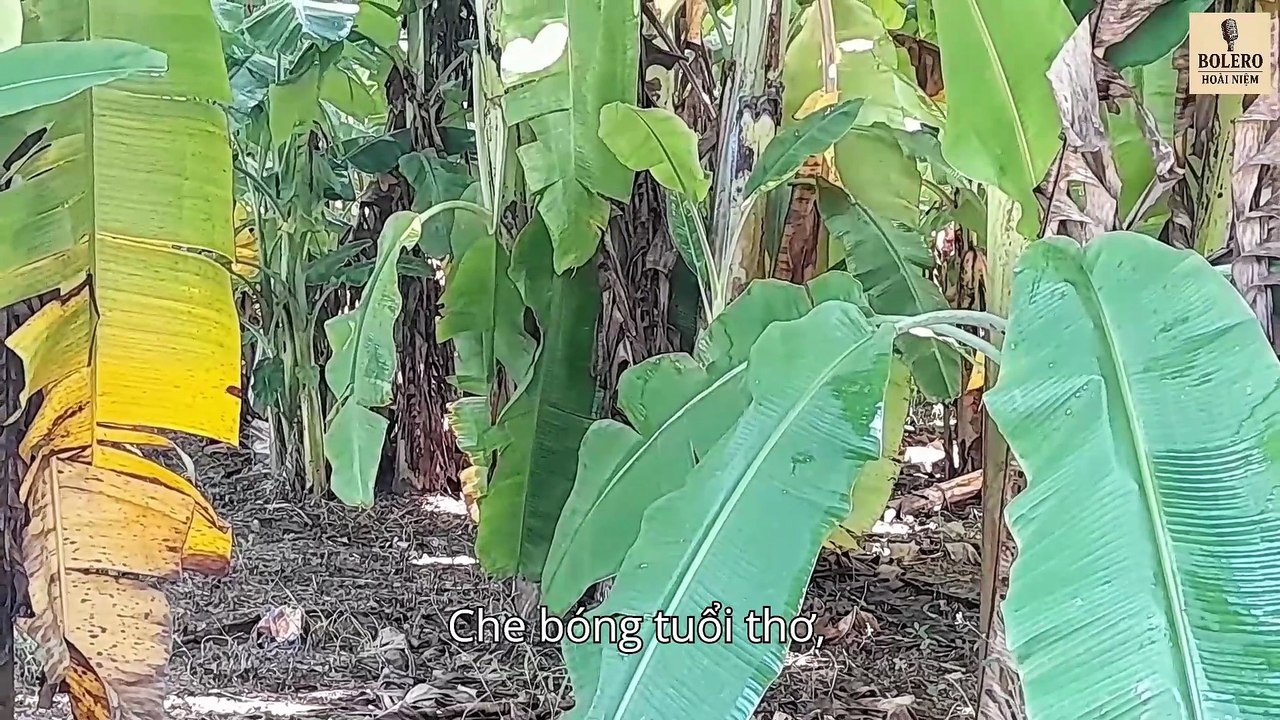 Hàng Chuối Sau Vườn | Official Music Video | Bolero Hoài Niệm