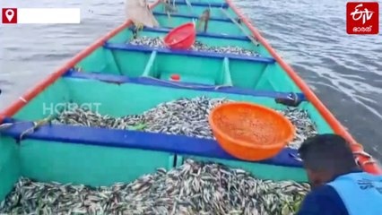 മുന്നറിയിപ്പ് വകവയ്‌ക്കാതെ മത്സ്യബന്ധനം; വള്ളം പിടിച്ചെടുത്തു, മത്തി കുഞ്ഞുങ്ങളെ പുറം കടലിലൊഴുക്കി