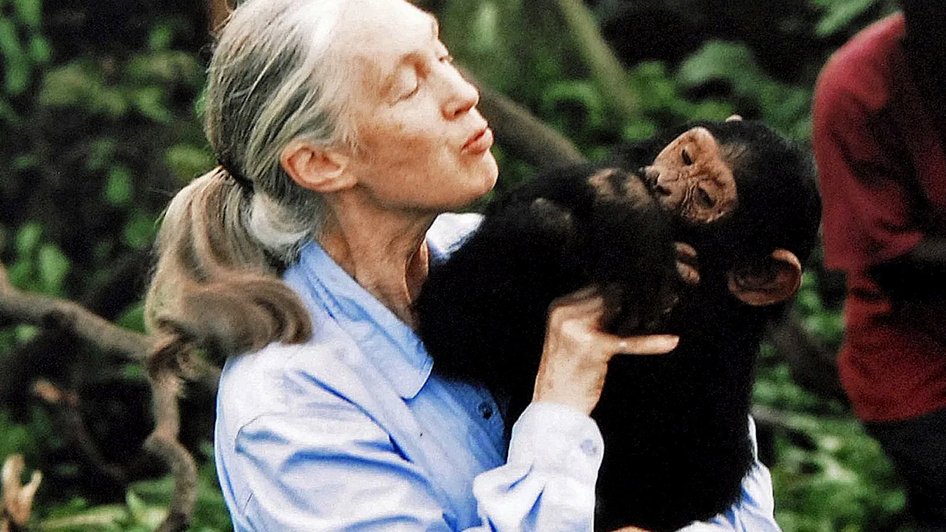 La primat�loga Jane Goodall ha muerto a los 91 a�os. Sus estudios sobre los chimpanc�s la hicieron
mundialmente conocida. Fue una ferviente defensora del mundo natural y abog� por proteger la Tierra.
Su estudio de los chimpanc�s�comenz� en 1960 y desde entonces empez� a revolucionar el conocimiento de la conducta de los chimpanc�s usando su propia cultura. La pionera ha fallecido por causas naturales en California (EEUU).