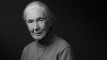 Jane Goodall ist tot: Wie sie die Primatenforschung verändert hat