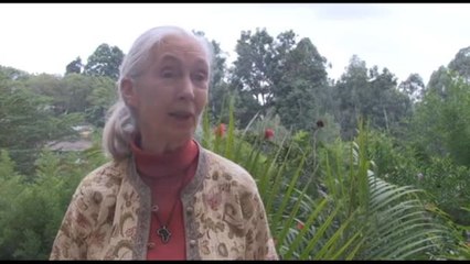 Addio a Jane Goodall, dedicò la sua vita agli studi sugli scimpanzé