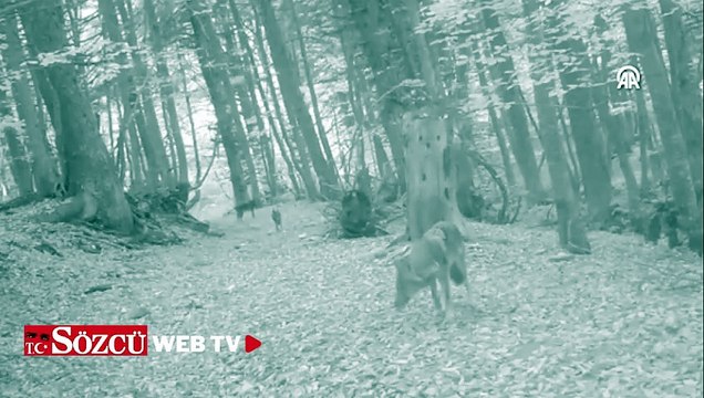 Uludağ'da kurt sürüsü fotokapanla görüntülendi