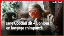 Jane Goodall dit « Bonjour » en chimpanzé