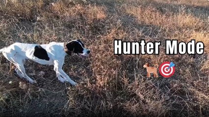 Bird tries to take off but a Pointer dog with perfect timing and focus has other plans