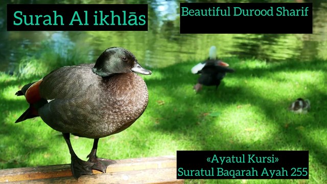 درود شریف | Ayat ul Kursi | سورہ اخلاص | Best 🕊️Quran Tilawat