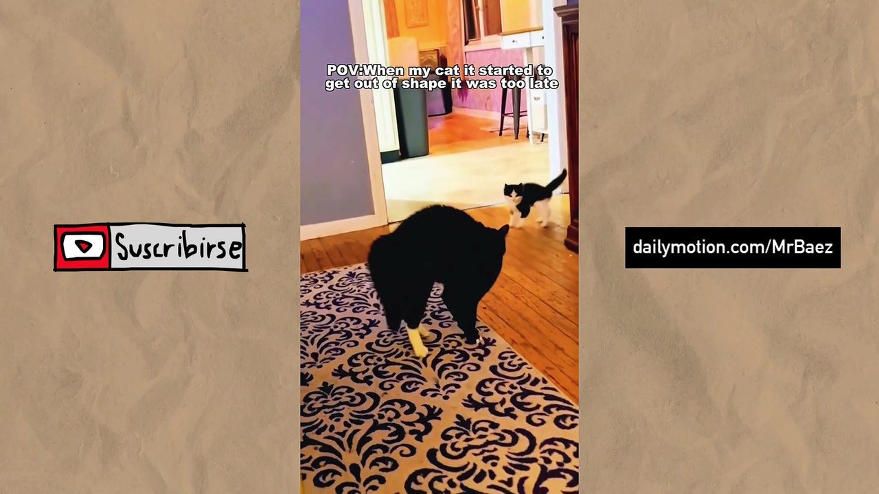 CATS vs. DOGS | GATOS vs. PERROS | EPISODIO 2