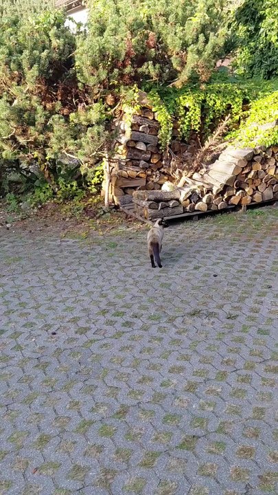 Cat Burns Calories on Her OWN Treadmill 😲🐾 #shorts #cat #funnycats #funny #viralcats #fyp #cute #gym #calories