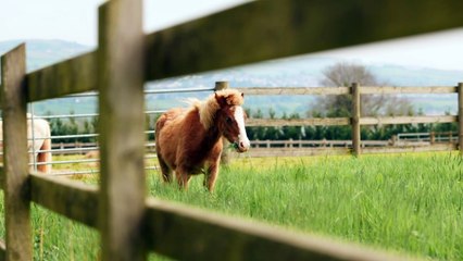 Equine Memories and Passion.  Angela Rippon fronts a national campaign for the Mare and Foal Sanctuary