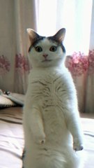 Quelle est cette créature ?